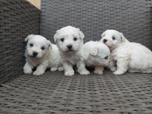 Căței Bichon Bologneze rasa pura 