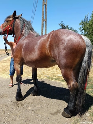 vand iapa deresa in varsta de 5 ani - imagine 4