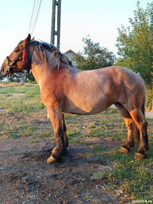 vand iapa deresa in varsta de 5 ani