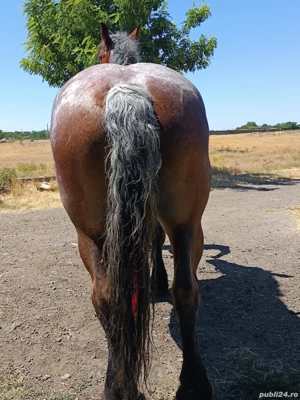 vand iapa deresa in varsta de 5 ani - imagine 2