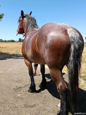 vand iapa deresa in varsta de 5 ani - imagine 3