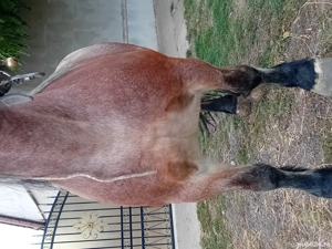 vand iapa deresa in varsta de 5 ani - imagine 5