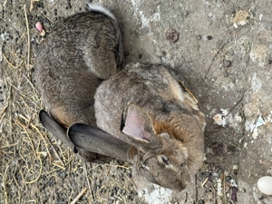 Iepuroaică uriaș german 