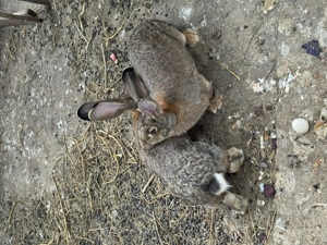 Iepuroaică uriaș german  - imagine 2