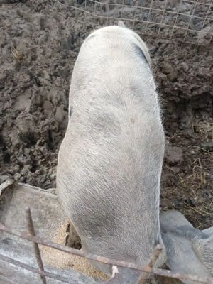 Porc 13 lei kg rasa carne