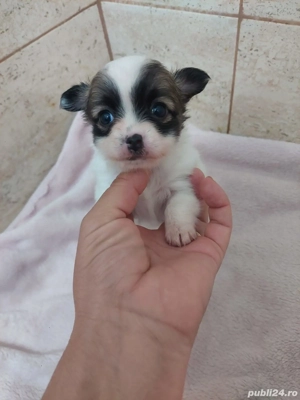 Catelusi Chihuahua Mini Toy - imagine 2