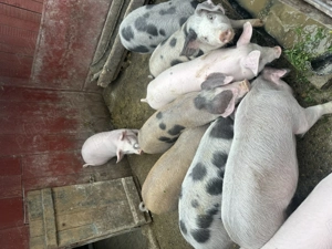 Purcei de vânzare - imagine 3 Purcei de vânzare - imagine 3