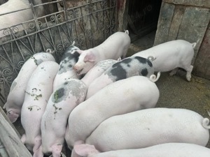 Purcei de vânzare - imagine 4 Purcei de vânzare - imagine 4