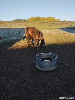 Se vinde un mânz armăsar de 5 luni, fără acte. - imagine 5 Se vinde un mânz armăsar de 5 luni, fără acte. - imagine 5