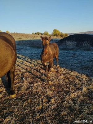 Se vinde un mânz armăsar de 5 luni, fără acte. - imagine 2 Se vinde un mânz armăsar de 5 luni, fără acte. - imagine 2