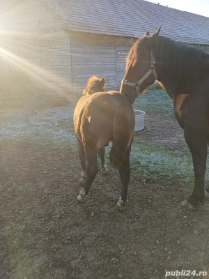 Se vinde un mânz armăsar de 5 luni, fără acte. - imagine 4 Se vinde un mânz armăsar de 5 luni, fără acte. - imagine 4