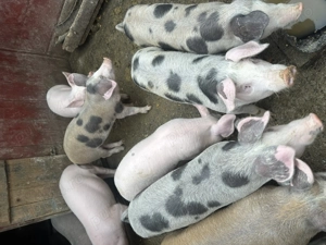 Purcei de vânzare - imagine 5 Purcei de vânzare - imagine 5