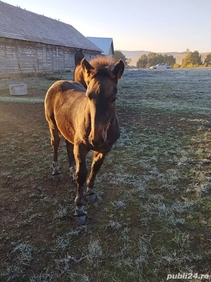 Se vinde un mânz armăsar de 5 luni, fără acte.