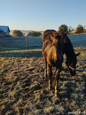 Se vinde un mânz armăsar de 5 luni, fără acte. - imagine 3 Se vinde un mânz armăsar de 5 luni, fără acte. - imagine 3