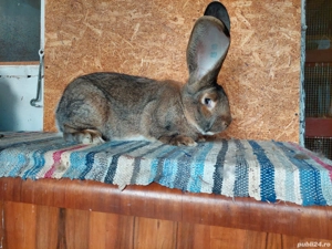 urias german  - imagine 2 urias german  - imagine 2