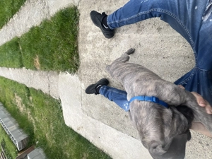 Vând cățeluș  cane corso