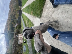 Vând cățeluș  cane corso  - imagine 2