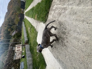 Vând cățeluș  cane corso  - imagine 3