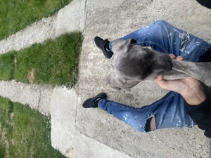 Vând cățeluș  cane corso  - imagine 4