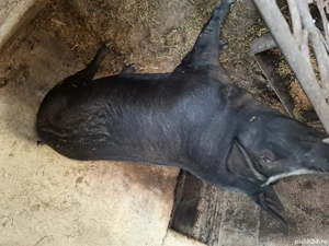 Porci de vânzare  - imagine 3