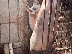 Porci de vânzare  - imagine 5