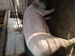 Porci de vânzare  - imagine 2