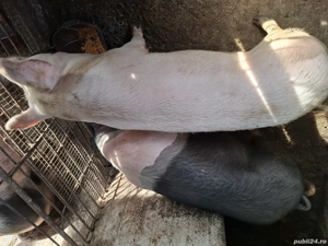 Porci de vânzare  - imagine 4