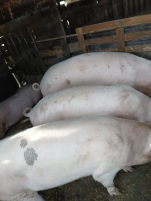 porci de vânzare 