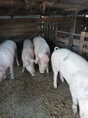 porci de vânzare  - imagine 4