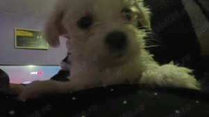 Vand Bichoni Maltezi