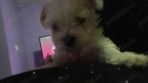 Vand Bichoni Maltezi - imagine 2