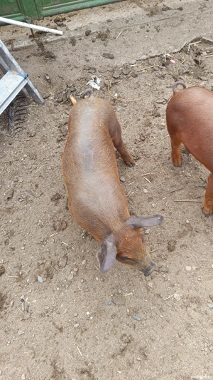 vand purcei oricinali duroc 