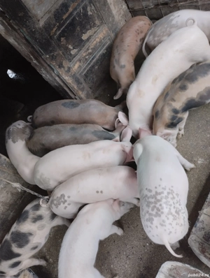 purcei de 10 saptamini