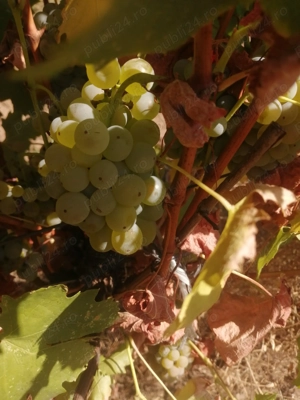 7400mp 1.6 eur Odobesti (VN) centru 3km - imagine 5