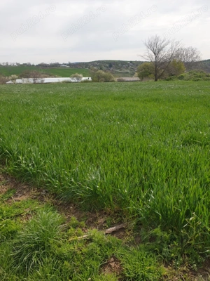 Ocazie,teren intravilan 7000 mp, Telita, comuna Frecatei, Tulcea - imagine 5