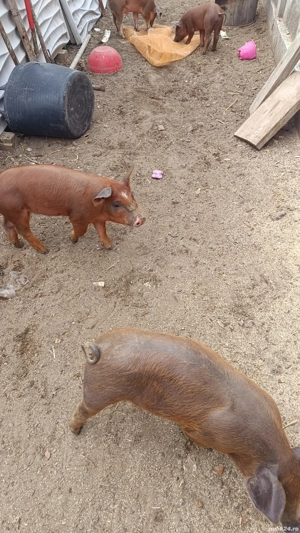 vand purcei oricinali duroc  - imagine 2