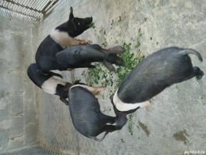 de vanzare pe bani sau cereale