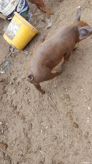 vand purcei originali duroc 