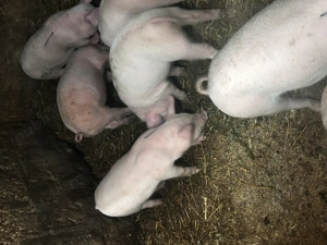 Purcei de vânzare  - imagine 5