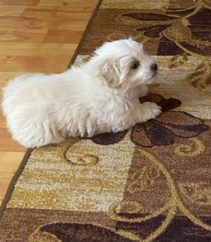 Bichon Maltez(fetiță)