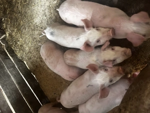 Purcei de vânzare  - imagine 2