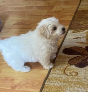 Bichon Maltez(fetiță) - imagine 2