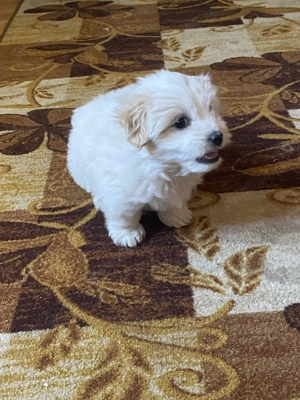 Bichon Maltez(fetiță) - imagine 4