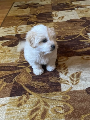 Bichon Maltez(fetiță) - imagine 3
