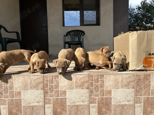 pui amstaff - imagine 2