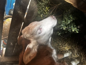 Vitea de vânzare  - imagine 2