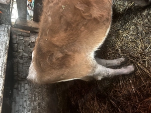 Vitea de vânzare  - imagine 4