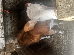 Vitea de vânzare  - imagine 3