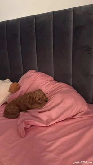 poodle pudel 9 saptamani femela - imagine 2