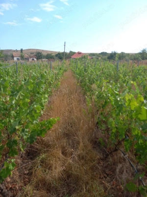 Casa bătrânească 2 corpuri - loc. Mircea Voda, Tulcea - imagine 4